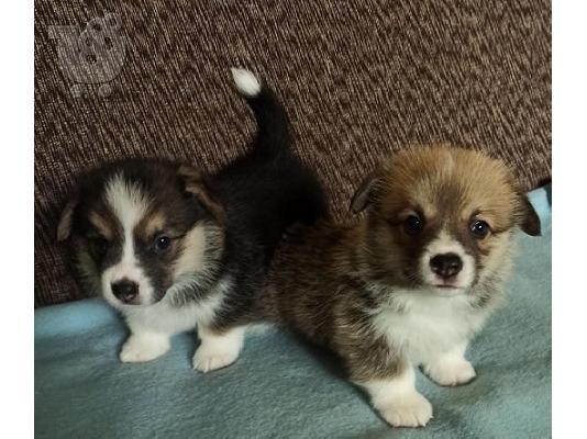 Corgi Welsh Pembroke